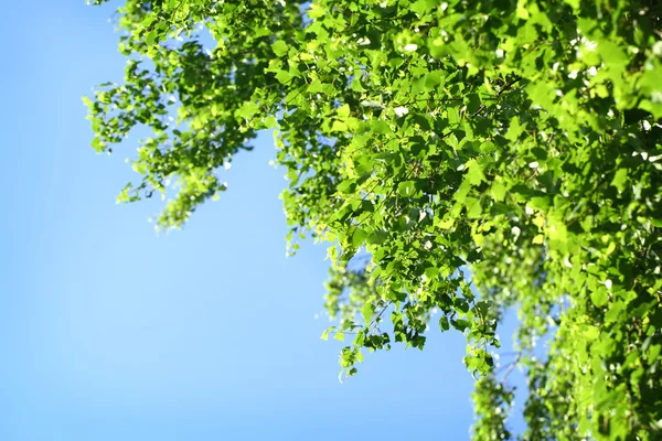Young green leaves in summer morning — Stock Photo, Image