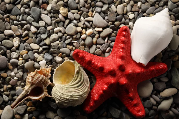 Морская звезда и ракушки на гальке — стоковое фото