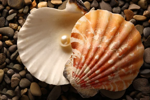 Perle blanche en coquillage sur cailloux — Photo