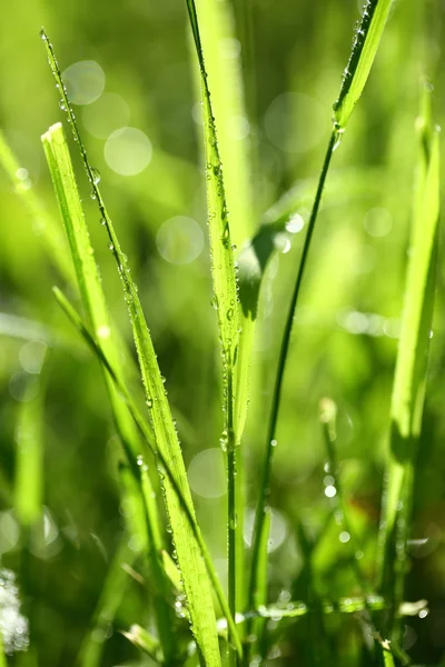 Blade of grass in morning dew — Stock Photo, Image