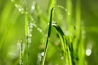 Blade of grass in morning dew