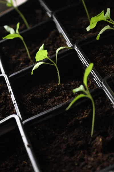 Topraktan büyüyen yeşil tohum