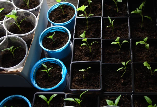 Green seedling growing out of soil — Stock Photo, Image