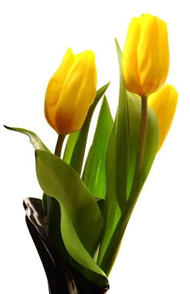 Three yellow spring tulips — Stock Photo, Image