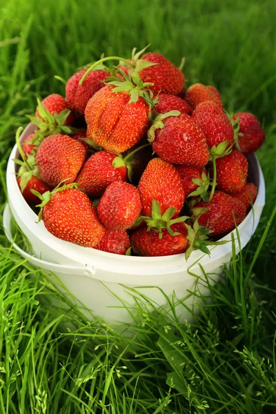 Reife Erdbeere im Korb auf Gras — Stockfoto