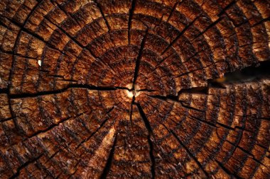 kırık yıllık büyüme halkası ile ahşap arka plan