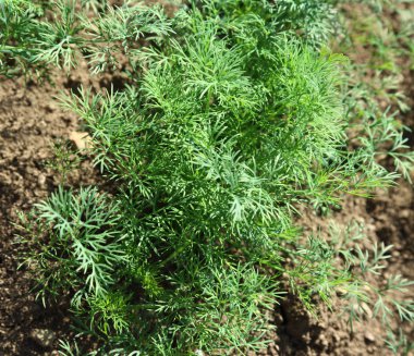 toprak üzerinde büyüyen genç dereotu