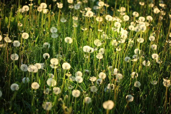 Vahşi dandelions günbatımı arka aydınlatma alanı — Stok fotoğraf