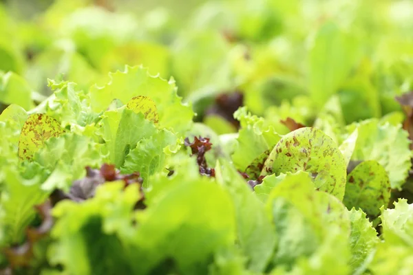 Young salad lettuce growing outdoors — Stock Photo, Image