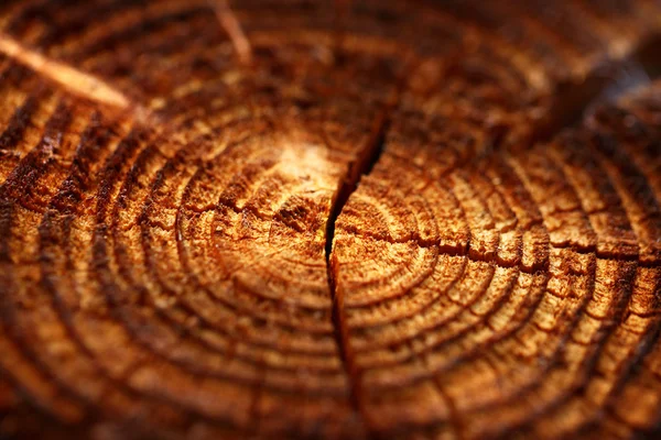 Fondo de madera con anillo de crecimiento anual agrietado —  Fotos de Stock