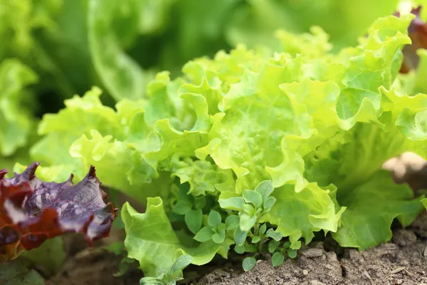 Alface jovem salada crescendo ao ar livre — Fotografia de Stock