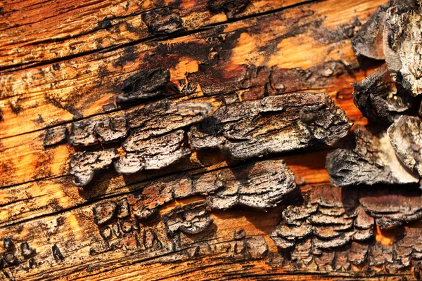 Fond de matériau texturé fissuré en bois — Photo