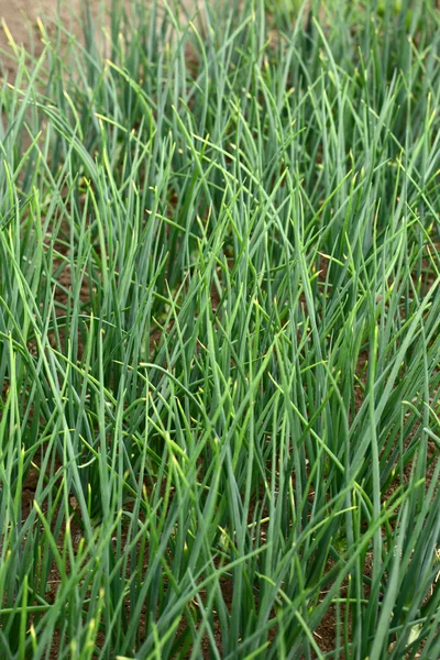 Toprak üzerinde büyüyen genç yeşil pırasa — Stok fotoğraf