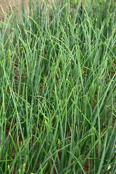 Young green leek growing on soil — Stock Photo, Image