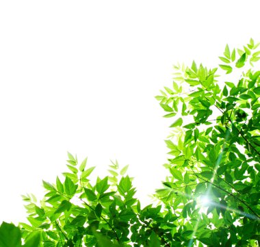 beyaz arkaplanda yeşil yapraklar