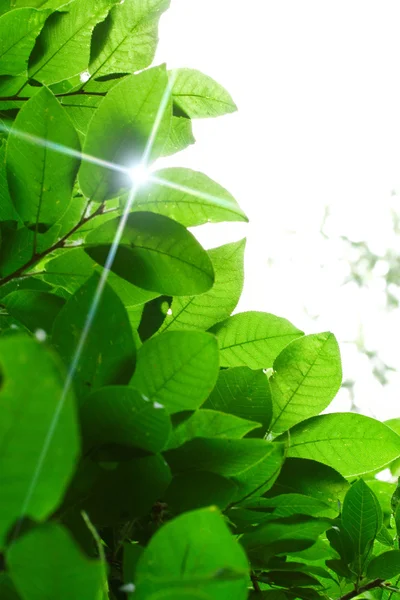 Green leaves on white background — Stock Photo, Image