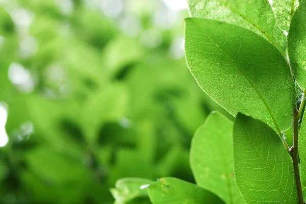 Groene bladeren — Stockfoto