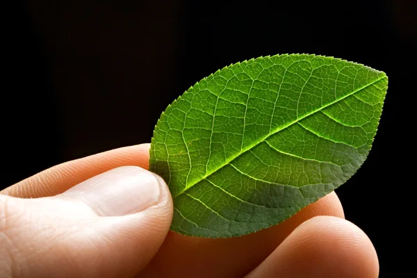 Foglia verde in mano — Foto Stock