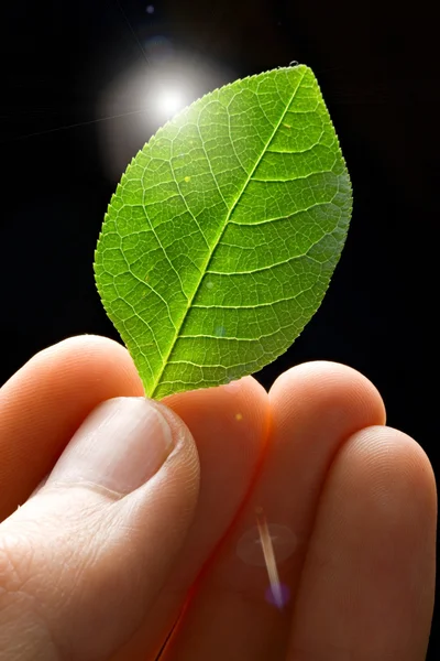 Groen blad in de hand — Stockfoto