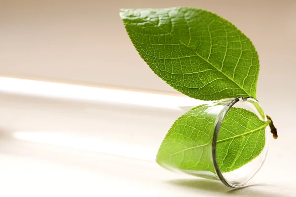 Tubo de ensaio e folha verde — Fotografia de Stock