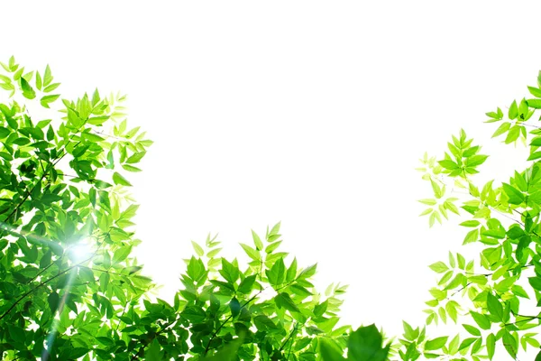 Green leaves on white background — Stock Photo, Image