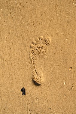 Kumda ayak izi