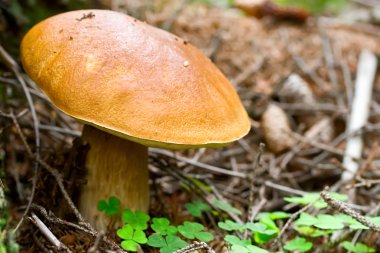 Boletus cepe mantar orman