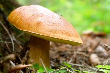 Boletus cepe mantar orman