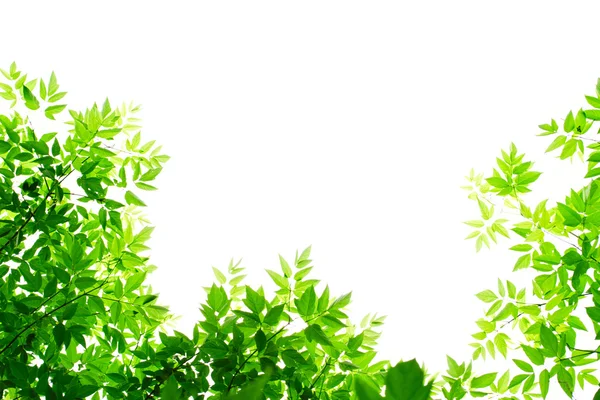 Green leaves on white background — Stock Photo, Image