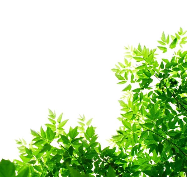 Green leaves on white background — Stock Photo, Image