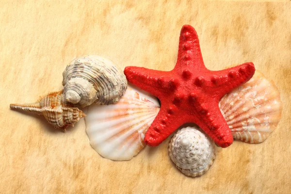 Морская звезда и ракушки на цветной бумаге — стоковое фото