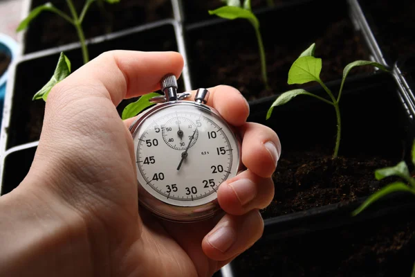 Grüner Sämling und Stoppuhr mit Handhaltung — Stockfoto