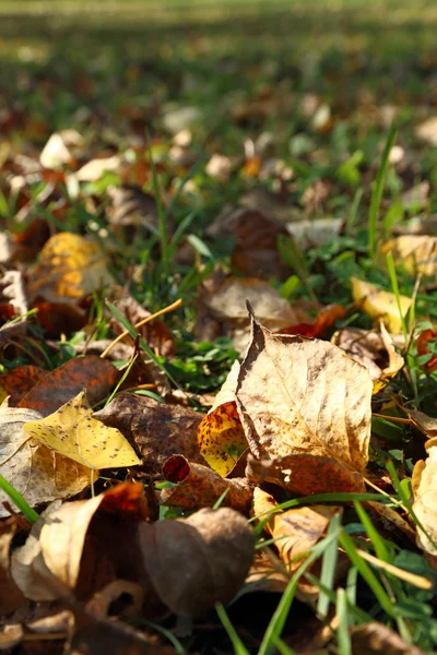 Herbstlaub — Stockfoto