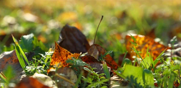 Herbstlaub — Stockfoto