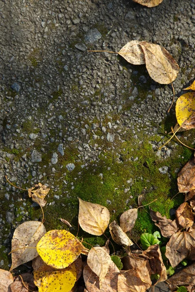 Jesień liści i mchu — Zdjęcie stockowe