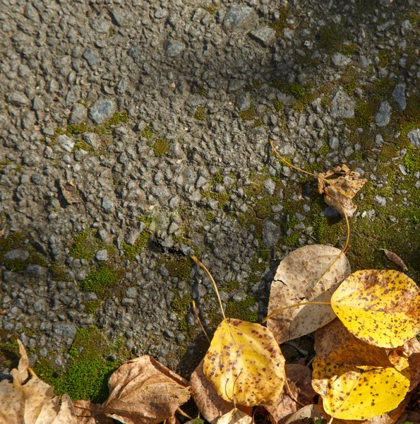 Herbstlaub auf Moos — Stockfoto