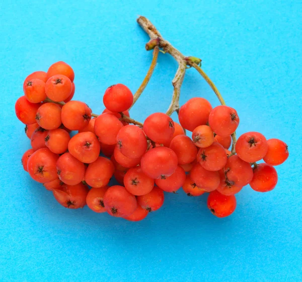 Red ashberry — Stock Photo, Image