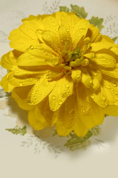 Yellow flower — Stock Photo, Image