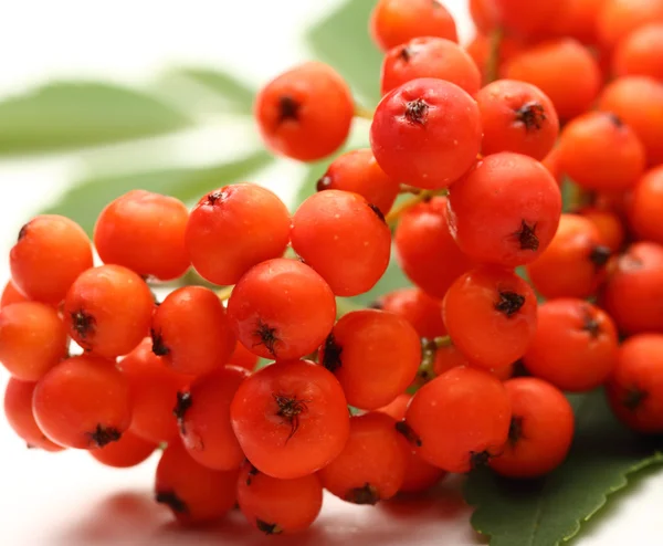 Red ashberry — Stock Photo, Image