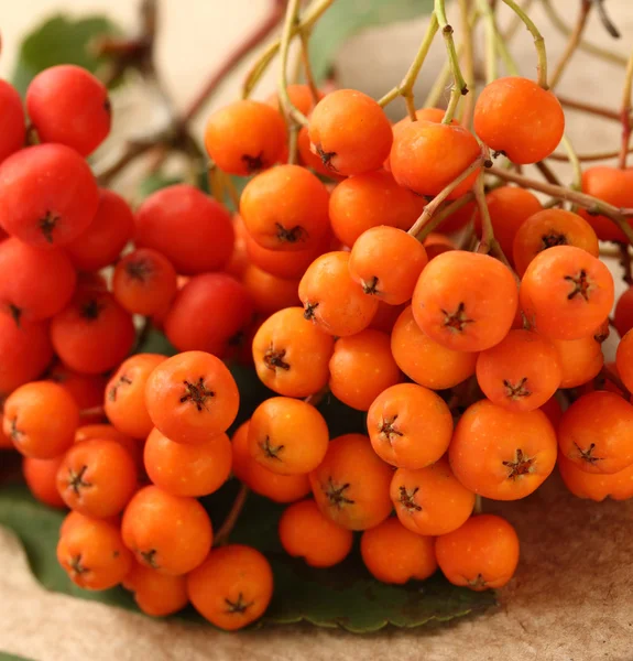 Red ashberry — Stock Photo, Image
