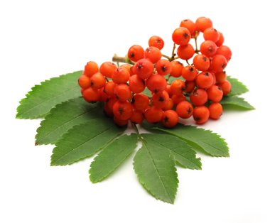 Kırmızı ashberry