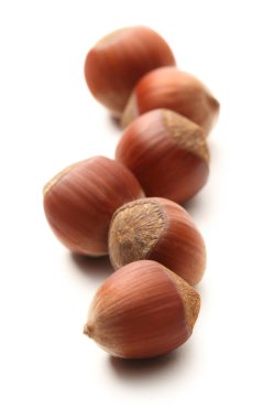 taze fındık