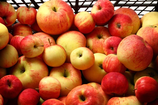 Red apples — Stock Photo, Image