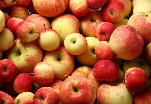 Red apples — Stock Photo, Image