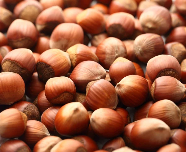 Fresh hazelnuts — Stock Photo, Image