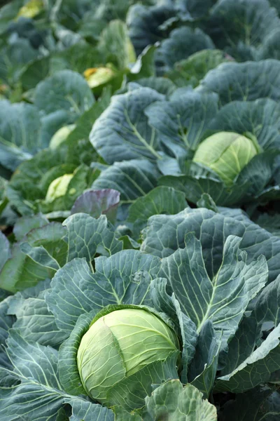 Green head of cabbage — Stock Photo, Image