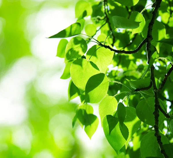 Green leaves — Stock Photo, Image