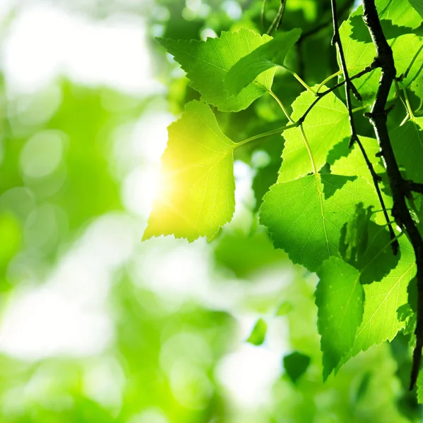 Green leaves — Stock Photo, Image