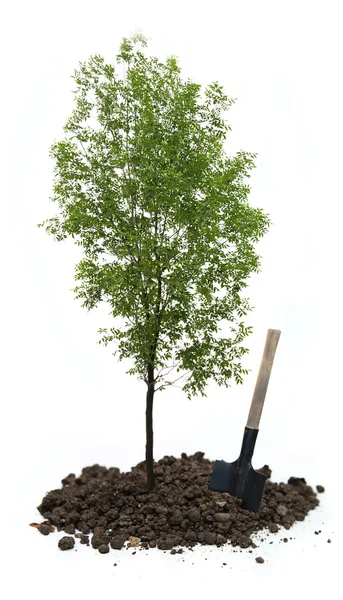 Зелений ash дерево — стокове фото