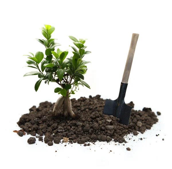 Ficus mit Erde und Schaufel — Stockfoto